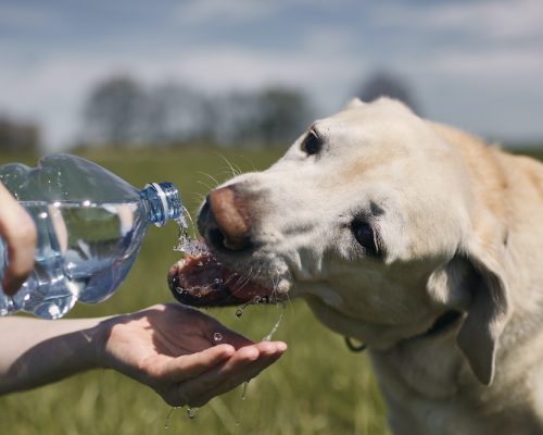New Jersey Moving Company